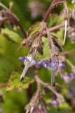 Trachystemon orientalis