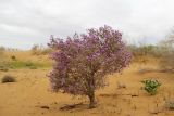 Astragalus paucijugus