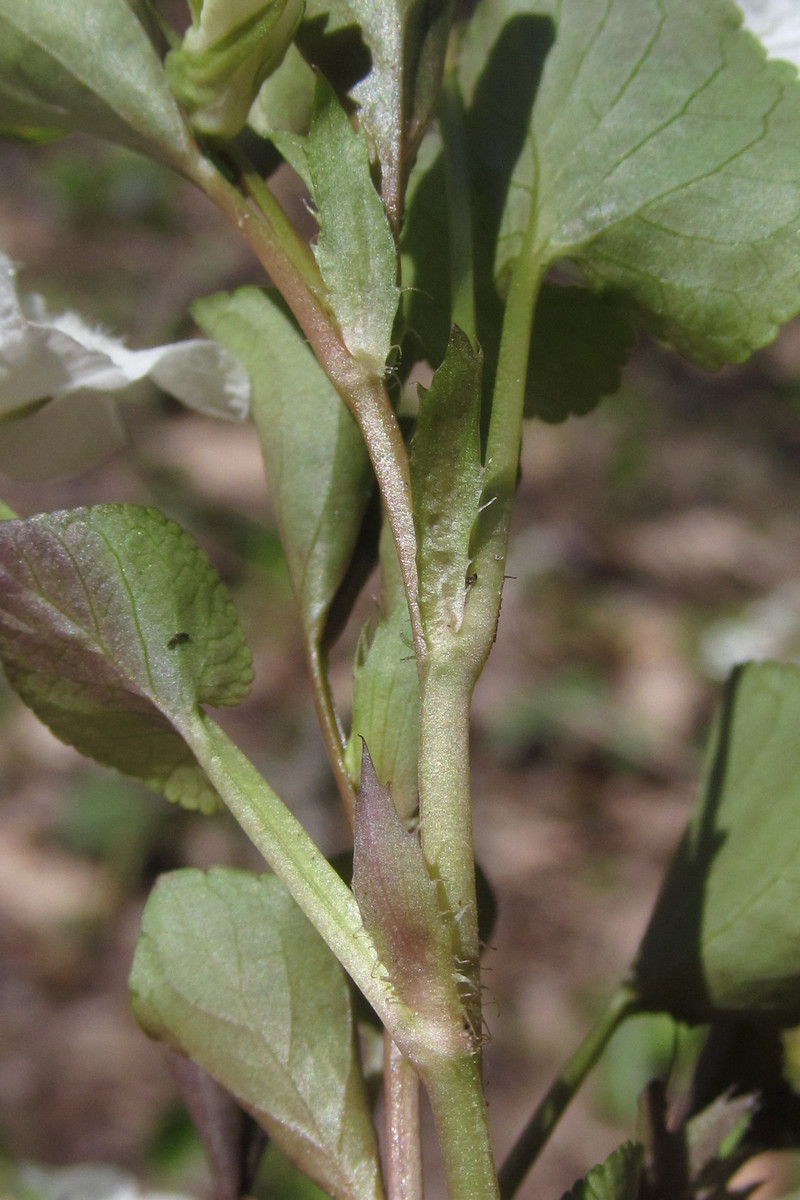 Image of Viola tanaitica specimen.