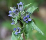 Gentiana cruciata. Верхушка цветущего побега с фуражирующими муравьями. Республика Татарстан, Камско-Устьинский р-н, окр. с. Тенишево, долина р. Волга, правый берег в р-не Юрьевских пещер, склон с порослью молодых клёнов. 05.08.2018.