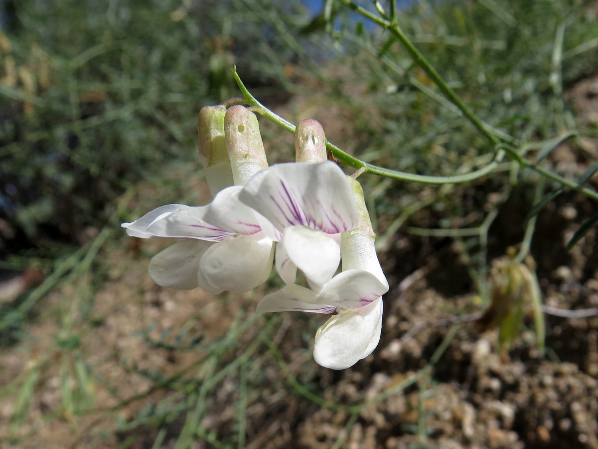 Изображение особи Vicia costata.