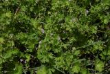 Geranium pusillum
