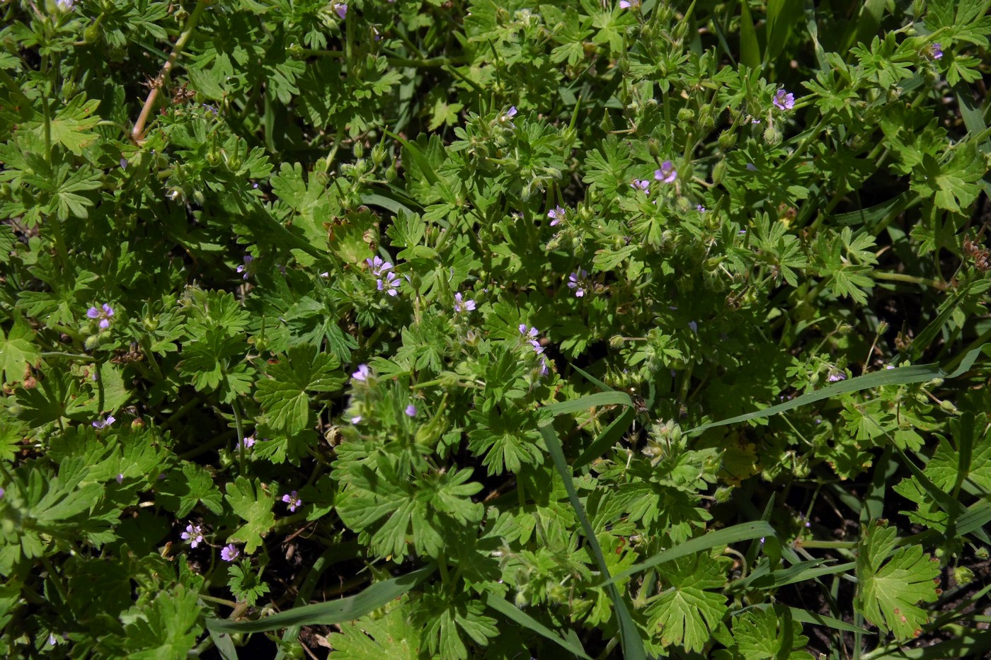 Изображение особи Geranium pusillum.