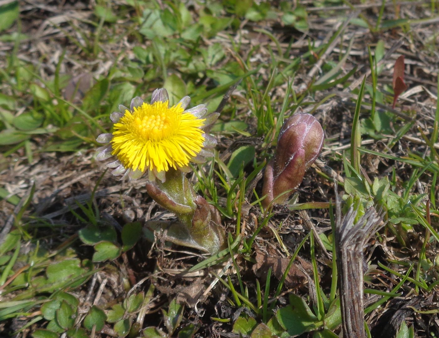 Изображение особи Tussilago farfara.