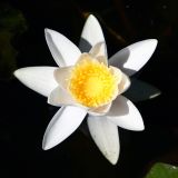 Nymphaea candida