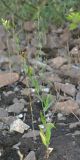 Camelina microcarpa. Плодоносящее растение. Санкт-Петербург, Красногвардейский р-н, окр. ж. д. ст. «Пискарёвка», на почве между шпал. 22.06.2019.