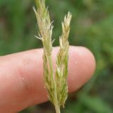 Koeleria glauca