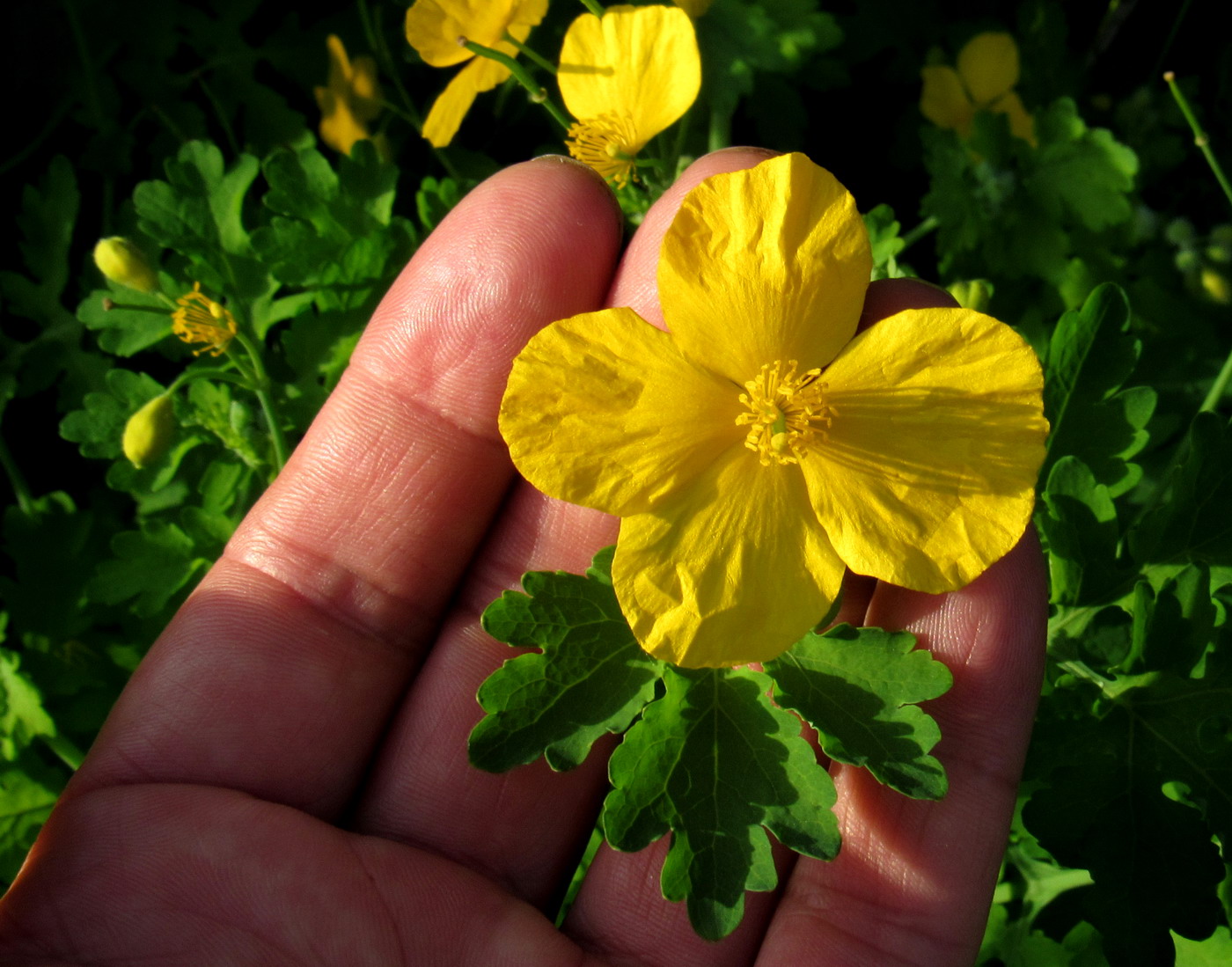 Изображение особи Chelidonium asiaticum.