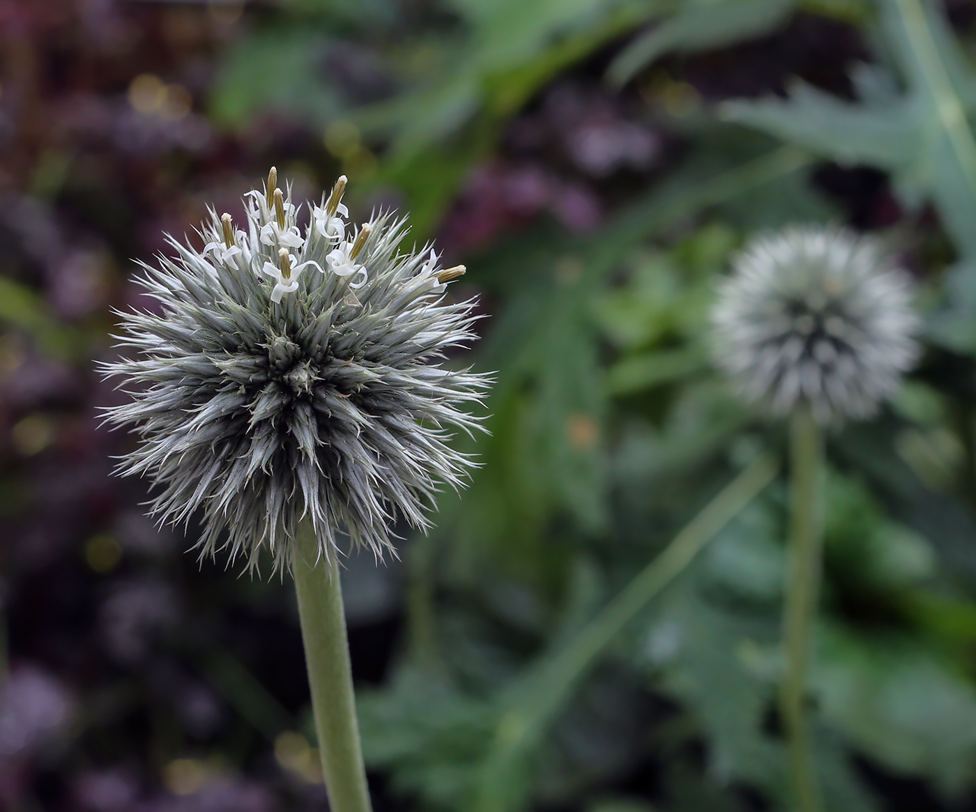 Image of Echinops exaltatus specimen.
