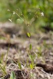 Linum catharticum