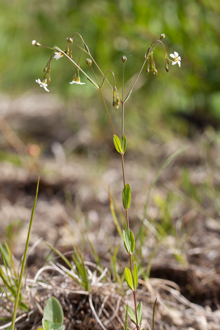 Лен слабительный. Linum catharticum. Плантариум трава. Лён слабительный. Плантариум цветок.