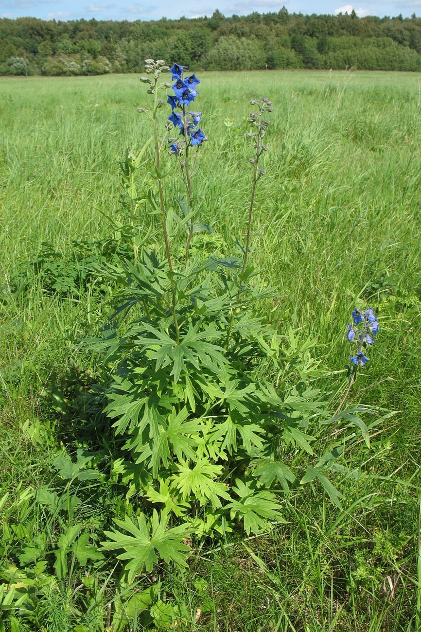 Image of Delphinium cuneatum specimen.