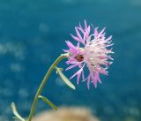 Centaurea caprina. Соцветие. Крым, Севастополь, Балаклава, склон к Балаклавской бухте, скалы. Июль 2019 г.