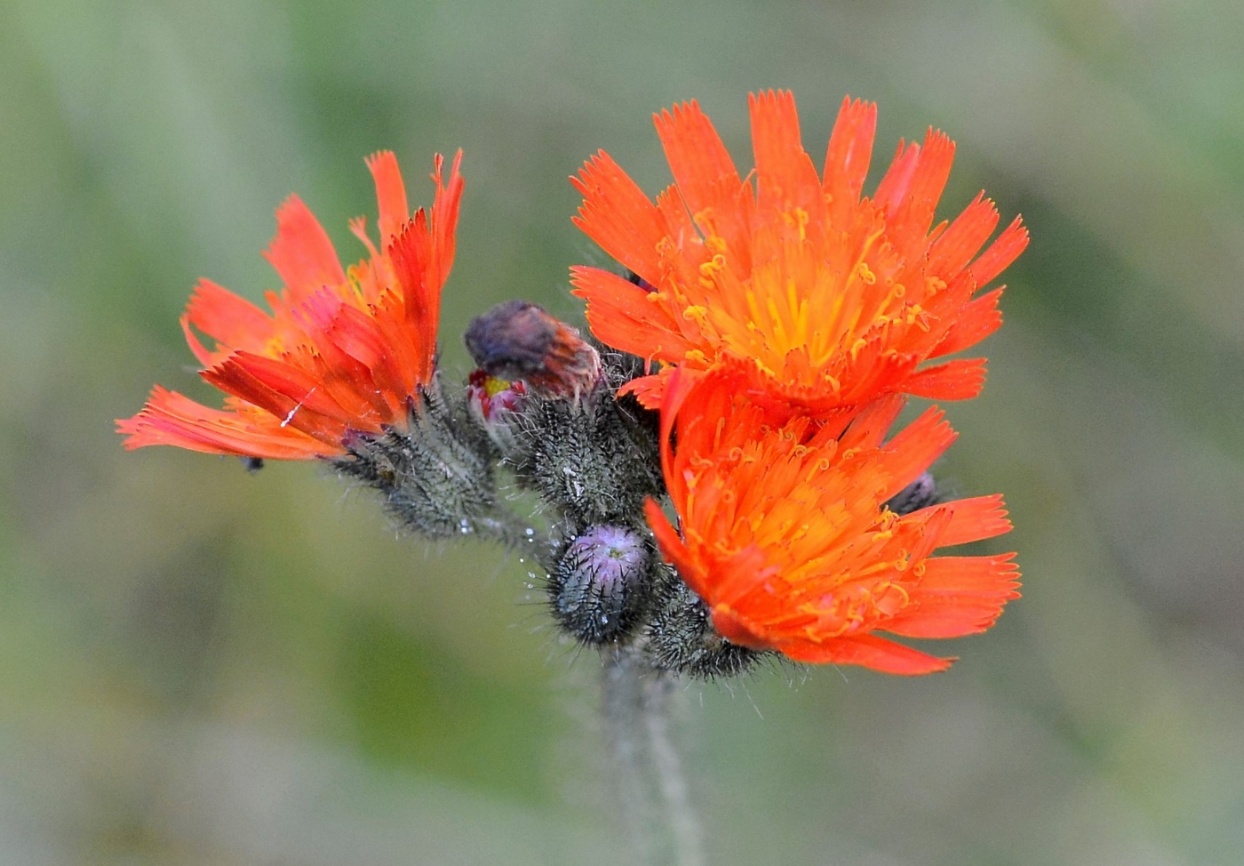 Изображение особи Pilosella aurantiaca.