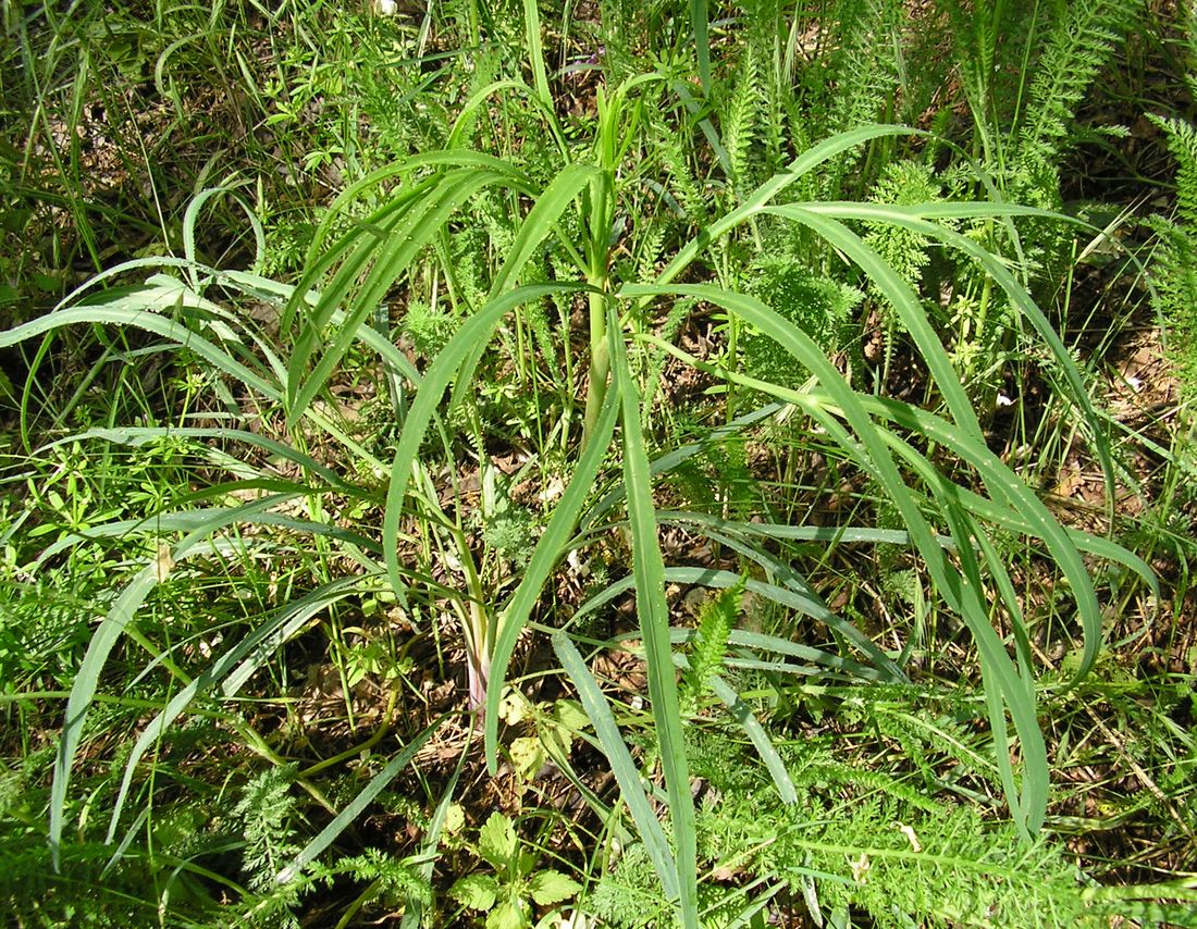 Image of Falcaria vulgaris specimen.