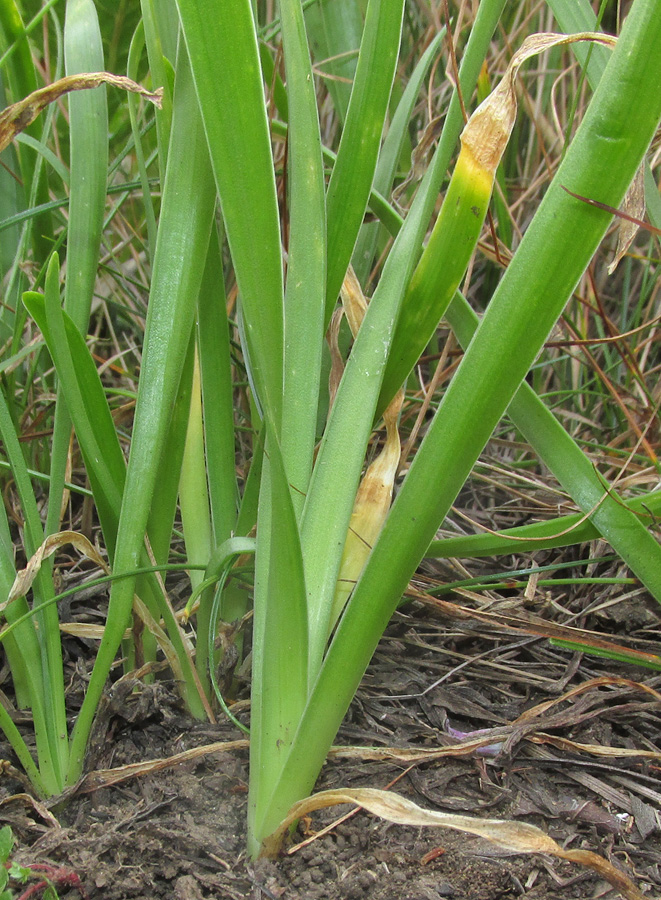 Image of Allium spirale specimen.