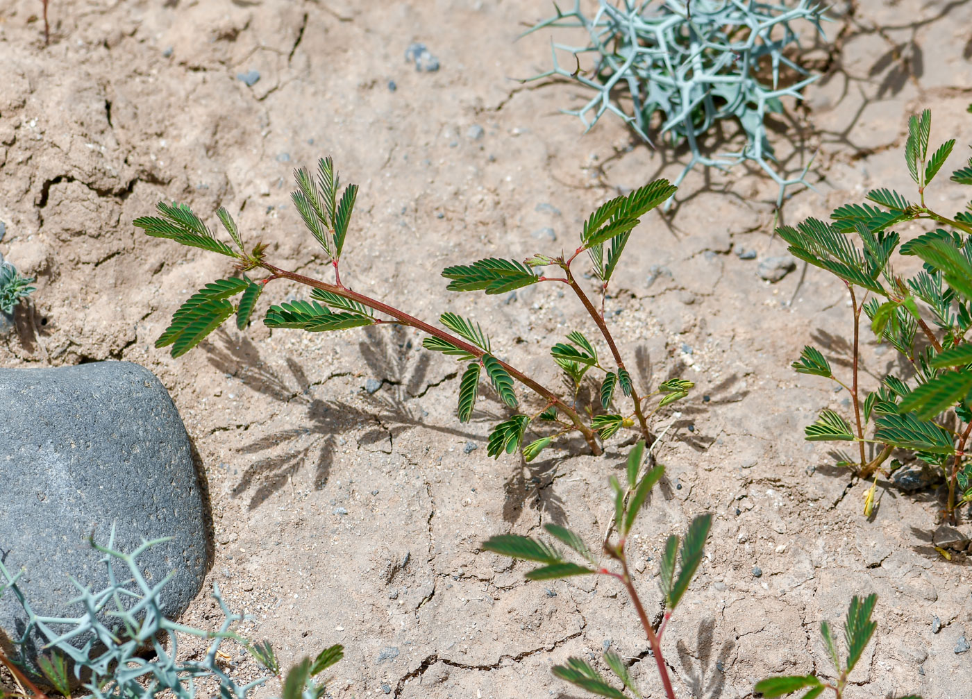 Image of Desmanthus pernambucanus specimen.