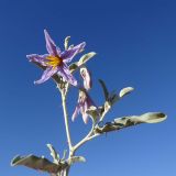Solanum elaeagnifolium