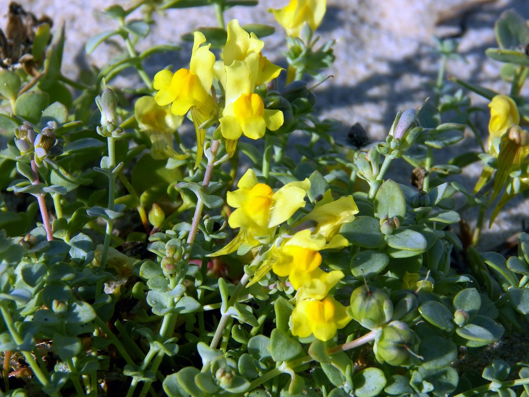 Изображение особи Linaria thymifolia.