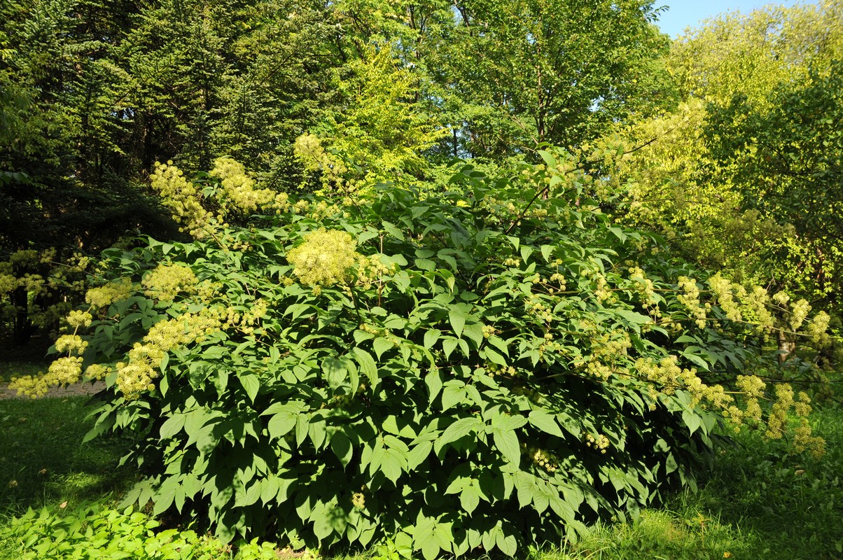 Изображение особи Aralia californica.