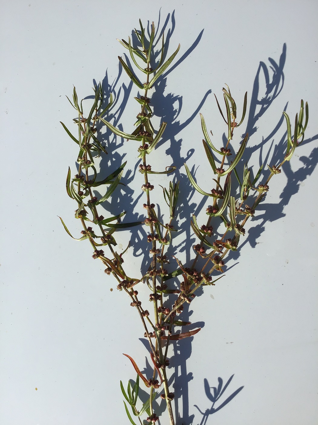 Image of Ammannia coccinea specimen.