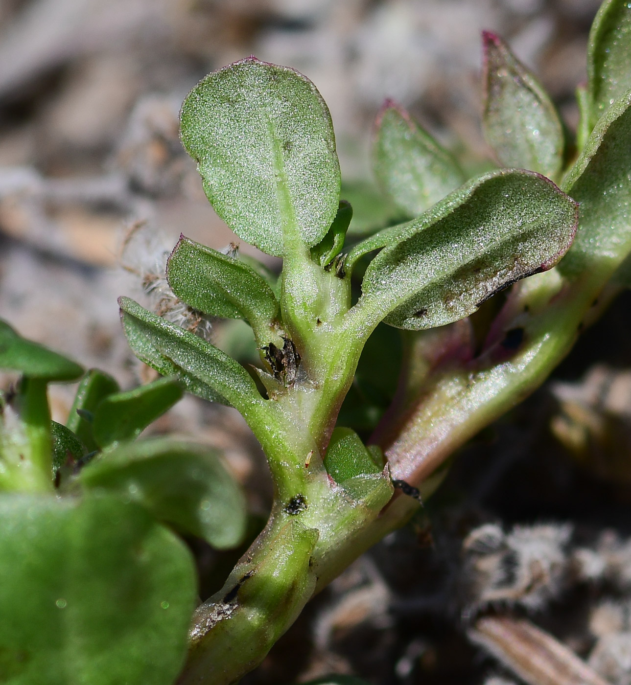 Изображение особи Trianthema portulacastrum.