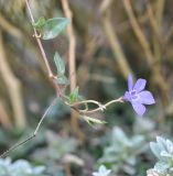 род Vinca. Побег с цветком. Великобритания, Англия, парк \"Landscape Garden\", сад. 21.01.2019.