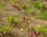 Sambucus racemosa