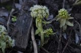 Petasites albus. Цветущее растение. Кабардино-Балкария, Эльбрусский р-н, склон горы Чегет, русло временного водного потока, ≈ 2100 м н. у. м. 2 мая 2016 г.