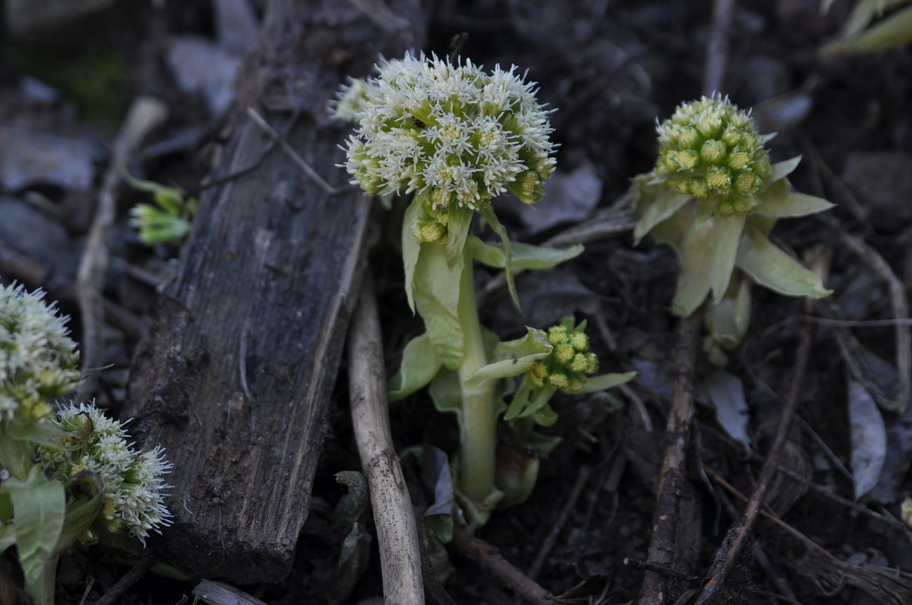 Image of Petasites albus specimen.