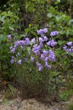 Campanula rotundifolia. Цветущие растения. Карельский перешеек, окр. Сертолово, на просеке газопровода. 18.07.2019.