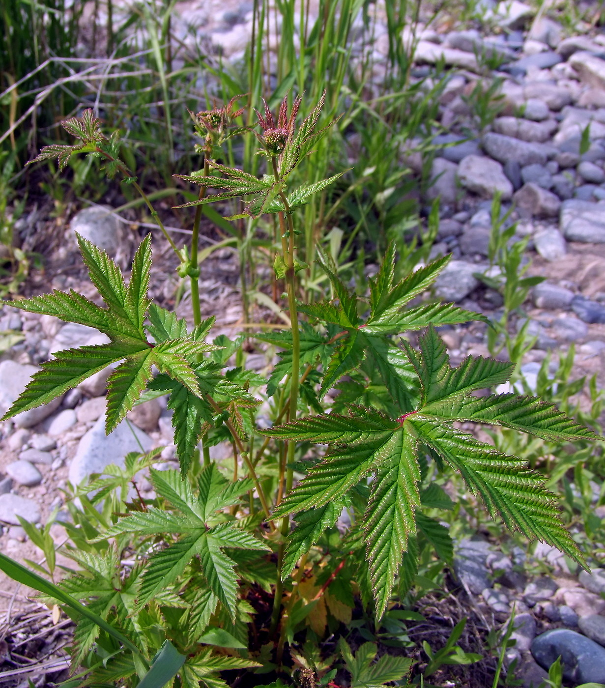 Изображение особи Filipendula palmata.