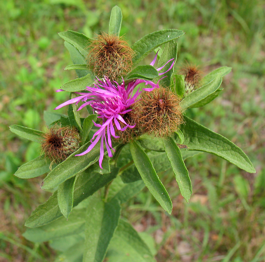 Изображение особи Centaurea pseudophrygia.