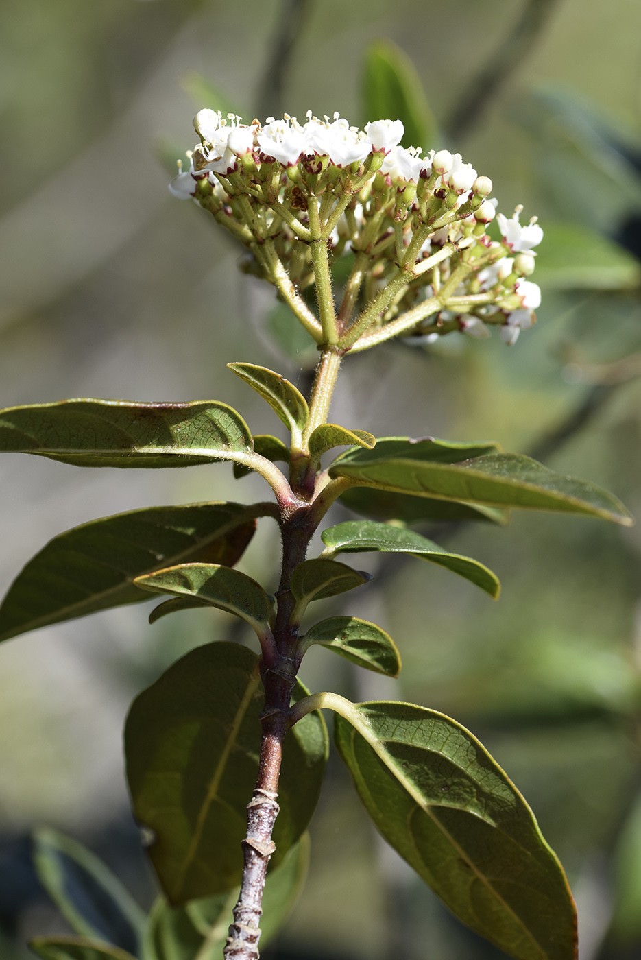 Image of Viburnum tinus specimen.