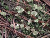 Cladonia fimbriata. Подеции. Владимирская обл., Судогодский р-н, окр. дер. Митино. 15.06.2019.