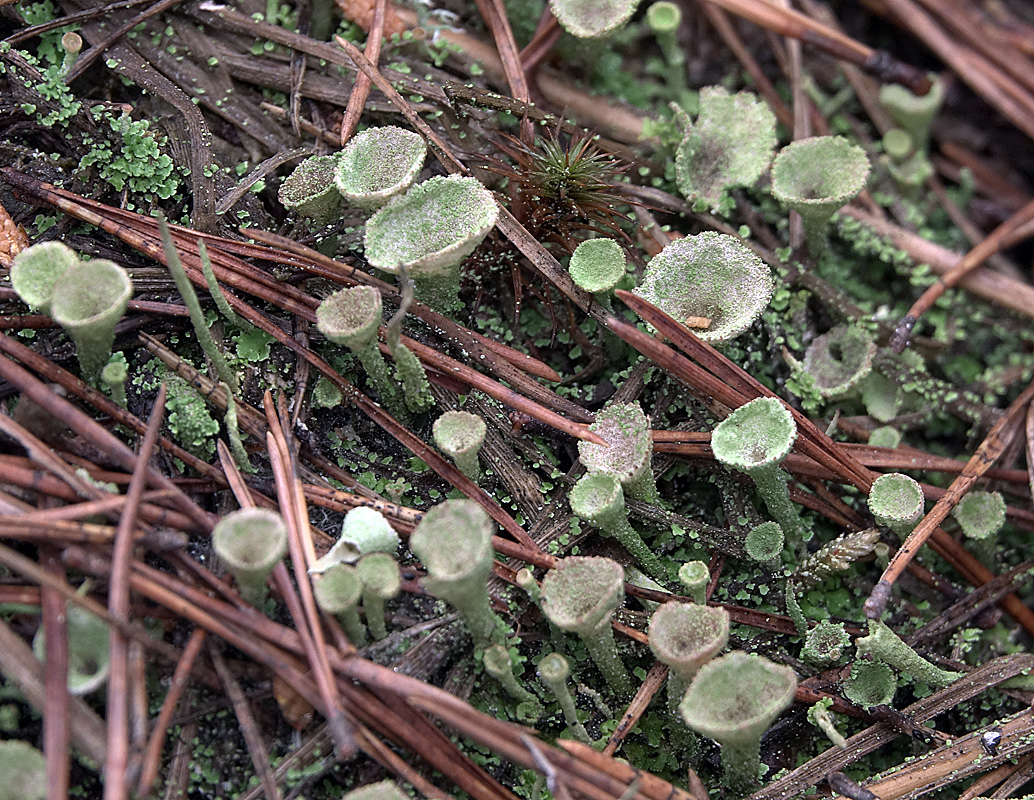 Изображение особи Cladonia fimbriata.