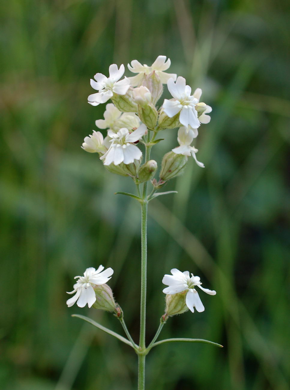 Image of Silene amoena specimen.