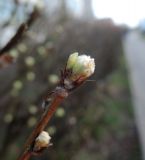 Caragana arborescens. Верхушка побега с разворачивающимися листьями. Московская обл., г. Электрогорск, ул. Советская, в культуре. 23.04.2020.