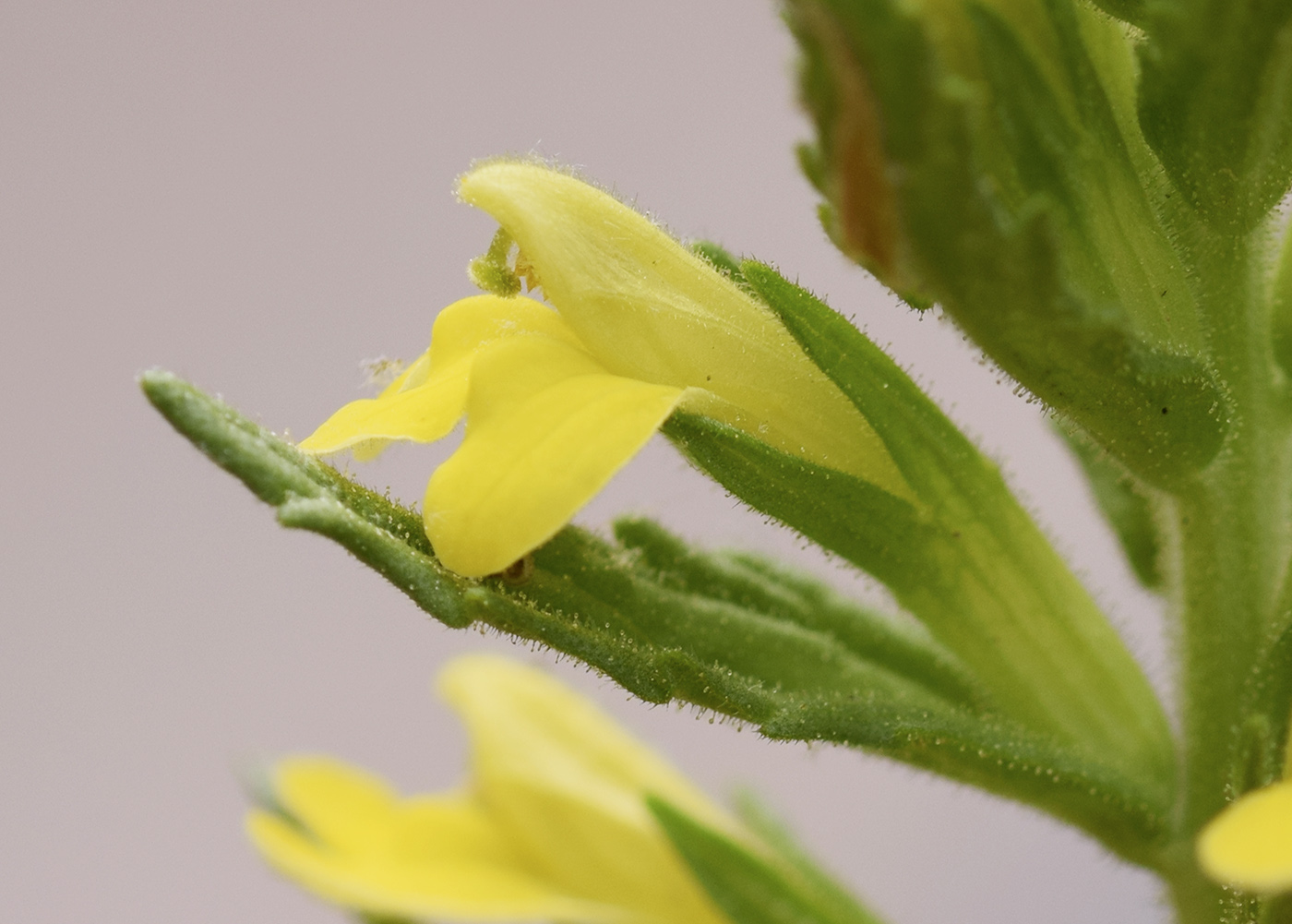 Image of Parentucellia viscosa specimen.