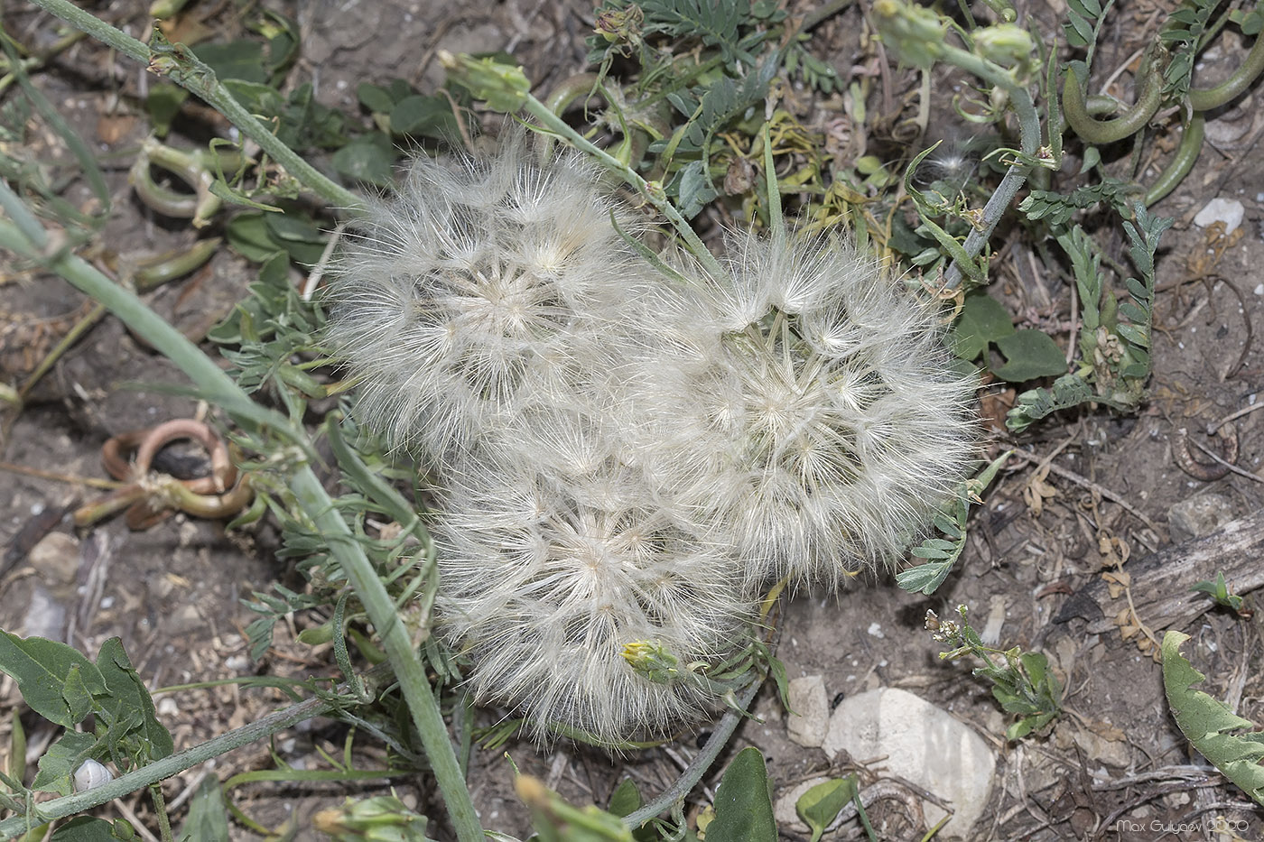 Image of Scorzonera laciniata specimen.