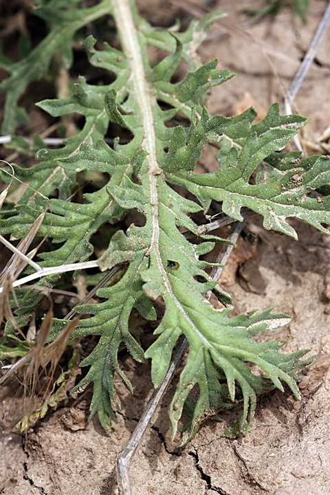 Image of Salvia trautvetteri specimen.