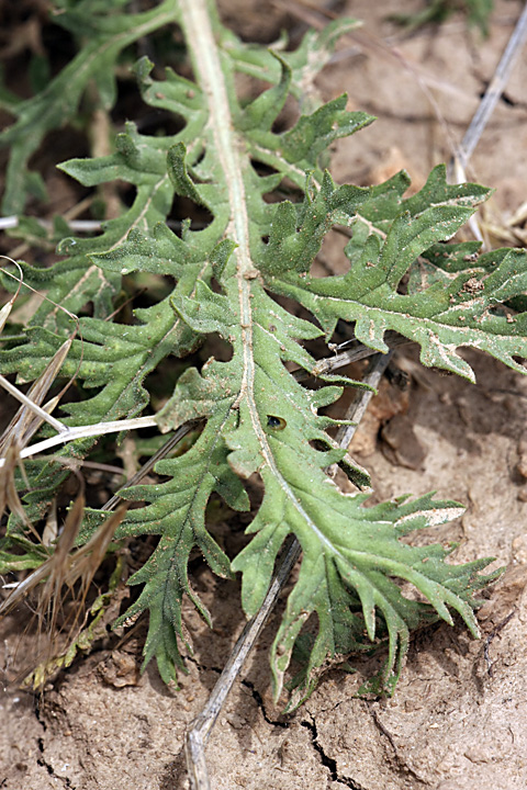 Image of Salvia trautvetteri specimen.