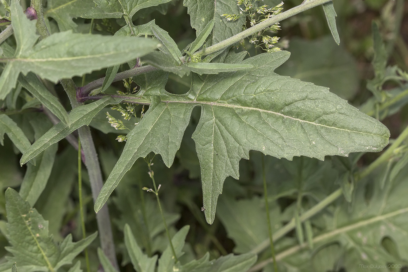 Image of Sisymbrium officinale specimen.