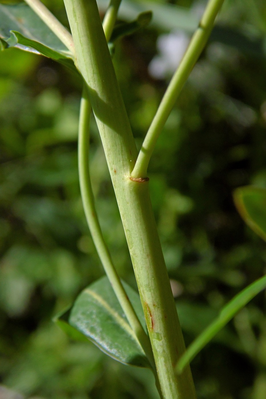 Изображение особи Euphorbia virgata.