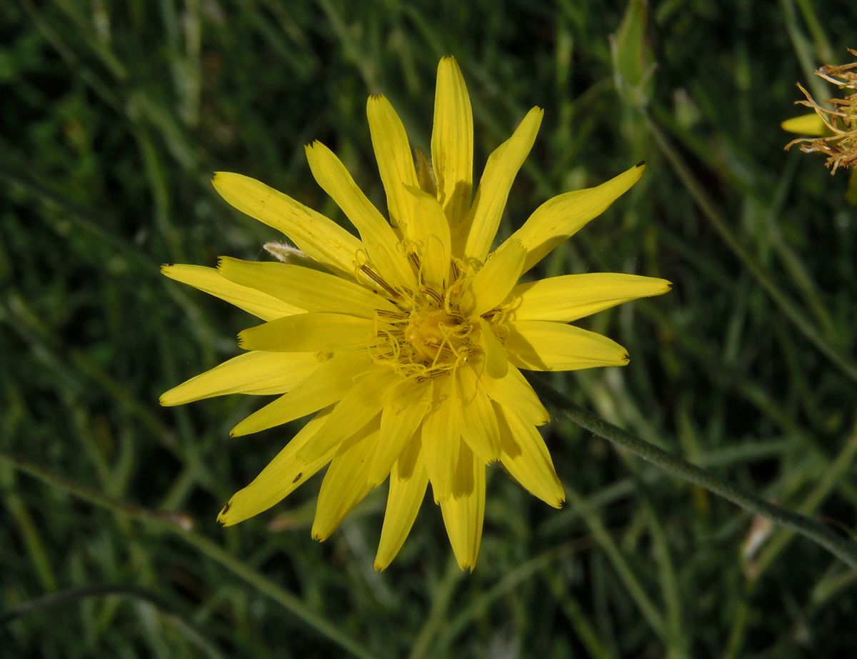 Image of Scorzonera stricta specimen.