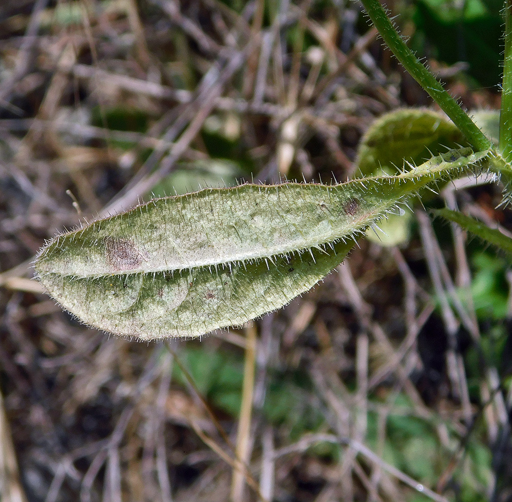 Изображение особи Helminthotheca echioides.