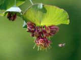 Lonicera dioica. Соцветие и подлетающая пчела. Московская обл., Раменский р-н, окр. дер. Хрипань, садовый участок. 25.06.2020.