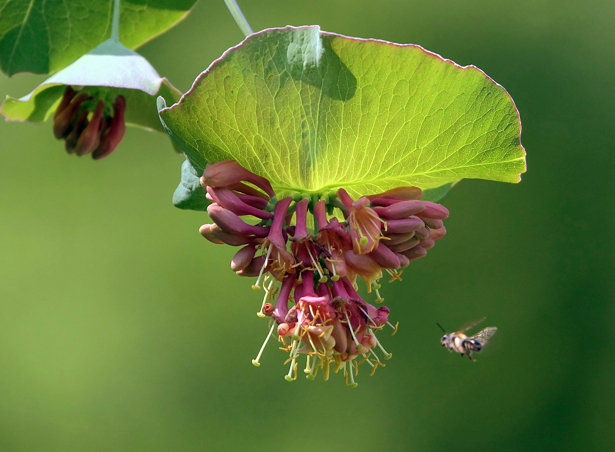 Изображение особи Lonicera dioica.