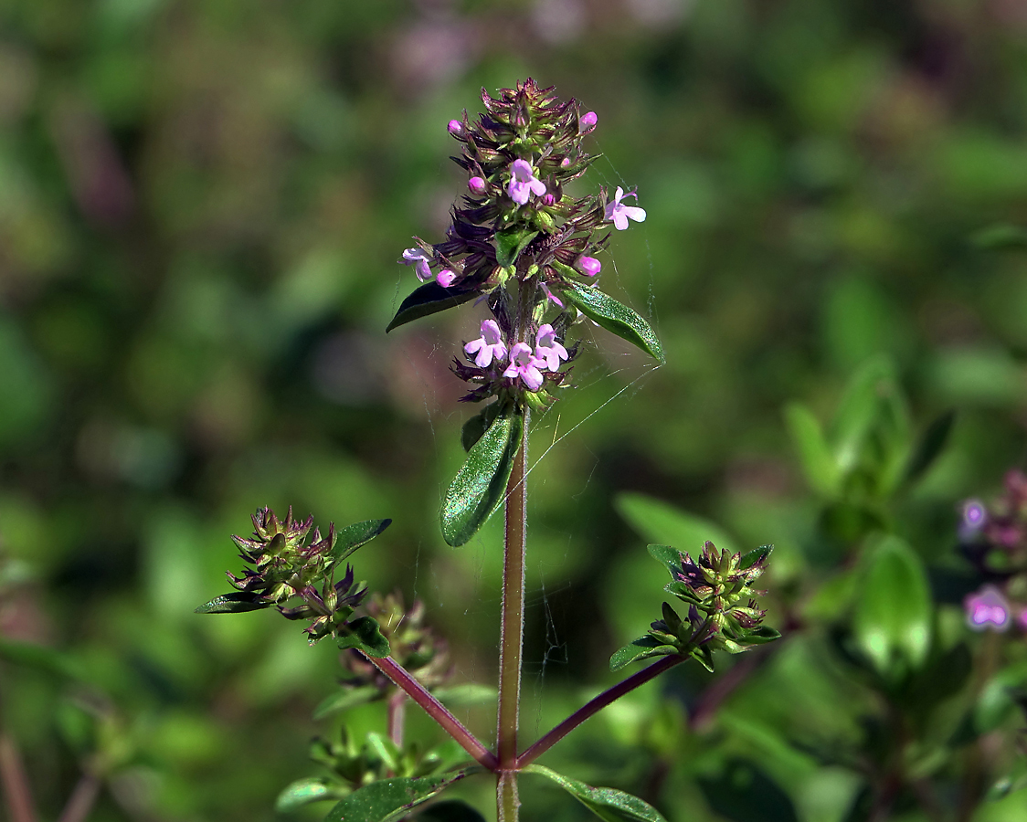 Изображение особи Thymus ovatus.