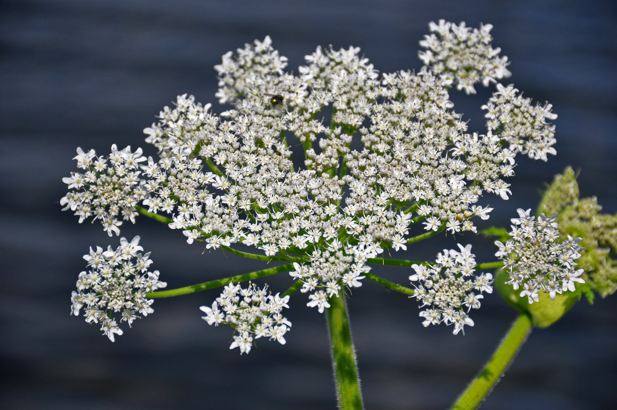 Изображение особи Heracleum sosnowskyi.